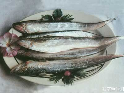 黄河刀鱼 黄河刀鱼